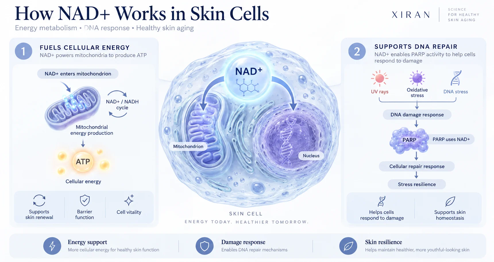Infographic explaining how NAD+ functions in skin cells, highlighting roles in cellular energy production and DNA repair through mitochondria and nucleus.